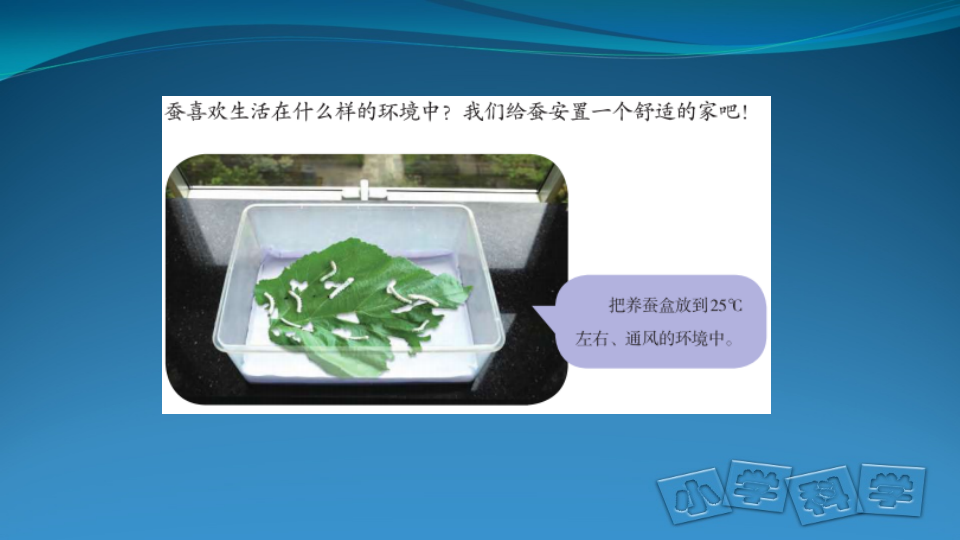 6.《怎样养蚕》课件_04.png