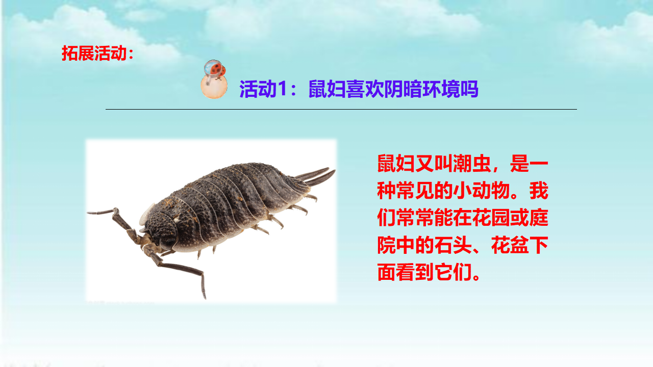 3.11不同环境中的动物 课件_09.png
