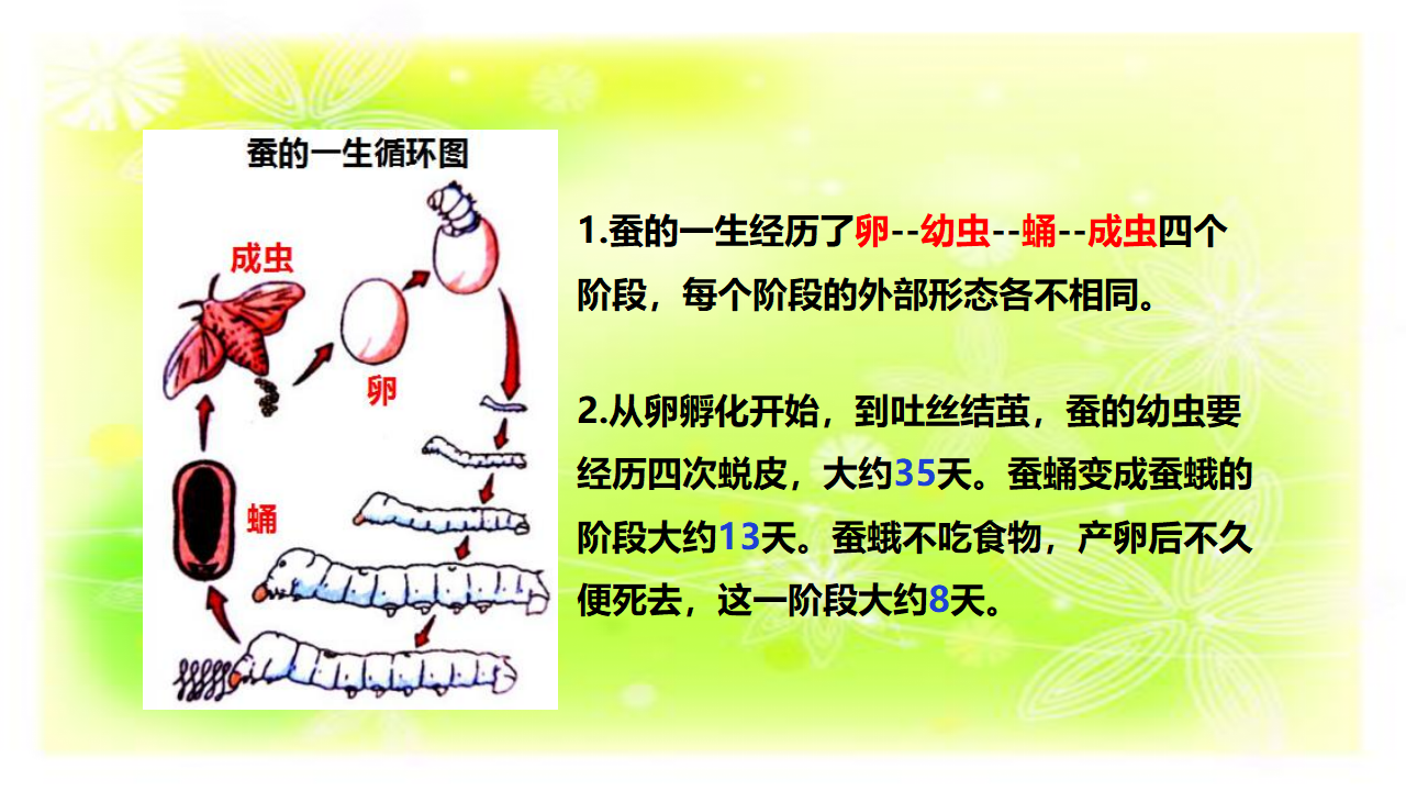 2.8蚕的一生（课件）_18.png