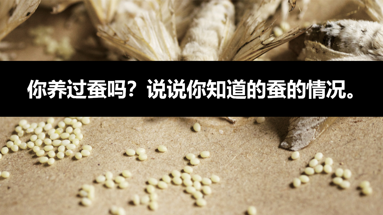 2.5蚕出生了课件_02.png