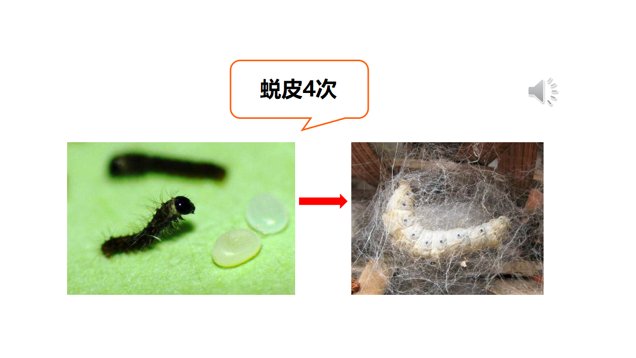 08：蚕的一生_15.png