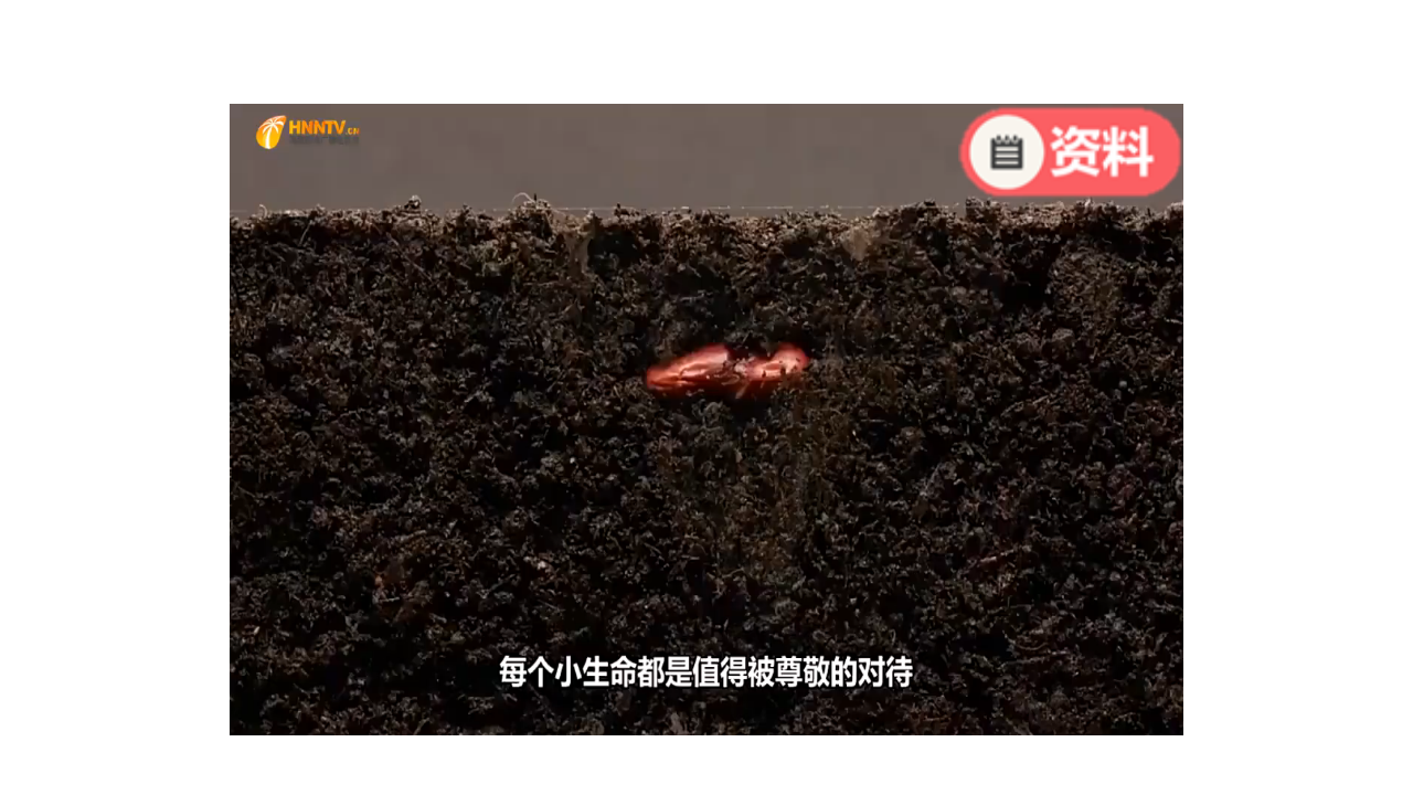 08：蚕的一生_46.png