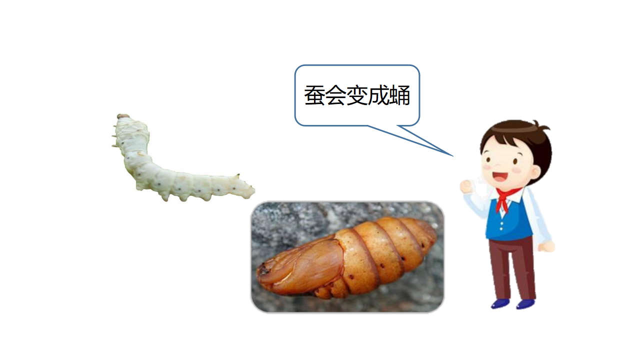 07：蚕的生长变化（第02课时）_06.png