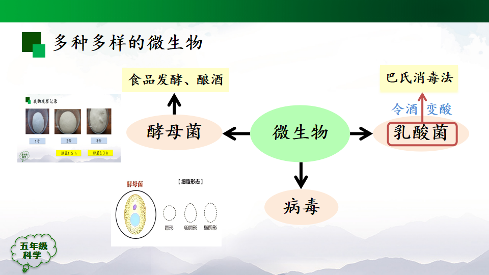 第三单元 显微镜下的生物世界 复习回顾（课件）_09.png
