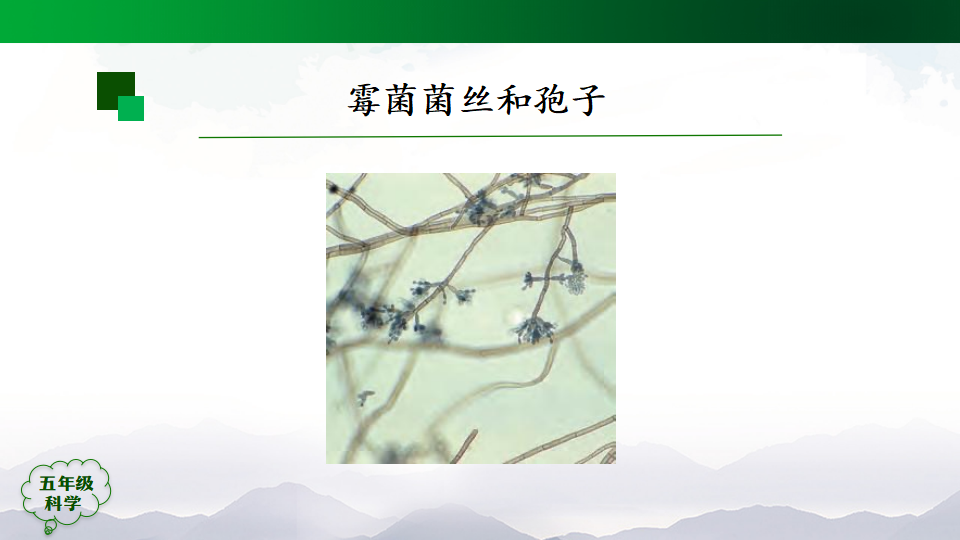 显微镜下的细胞第二课时 课件23张ppt 3个内嵌视频_20.png