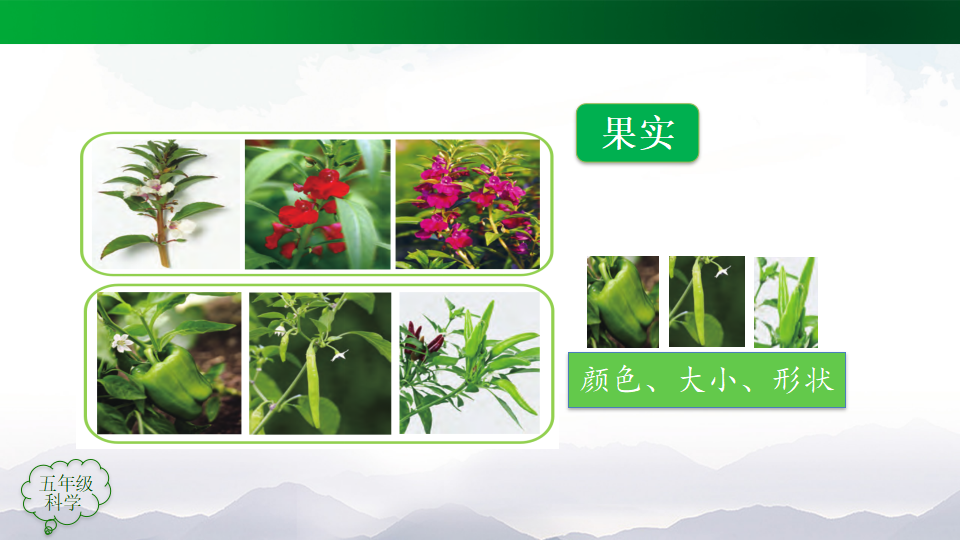 2.6 植物的后代与亲代 课件32张ppt 内嵌视频_15.png