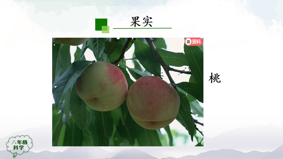 2.4 植物的简单分类第二课时 课件44张ppt 5个内嵌视频_20.png