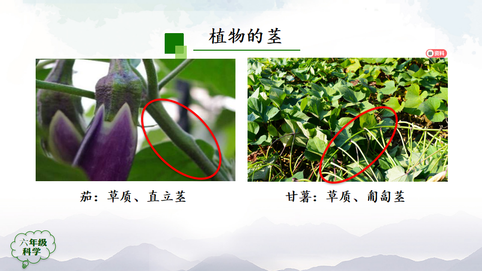 2.4 植物的简单分类第一课时 课件53张ppt 5个内嵌视频_35.png