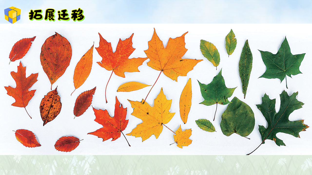 7大自然中的发现（课件）-2024-2025学年科学一年级上册湘科版_16.png
