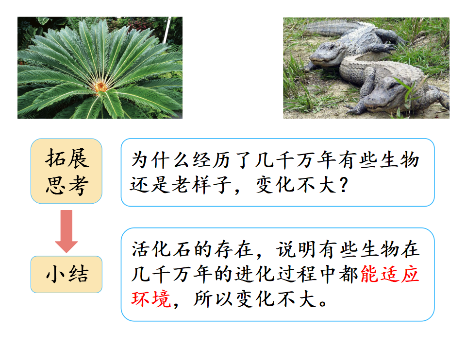 2.1化石带给我们的信息课件_16.png