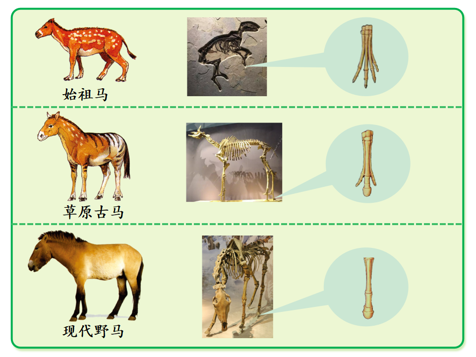 2.1化石带给我们的信息课件_18.png