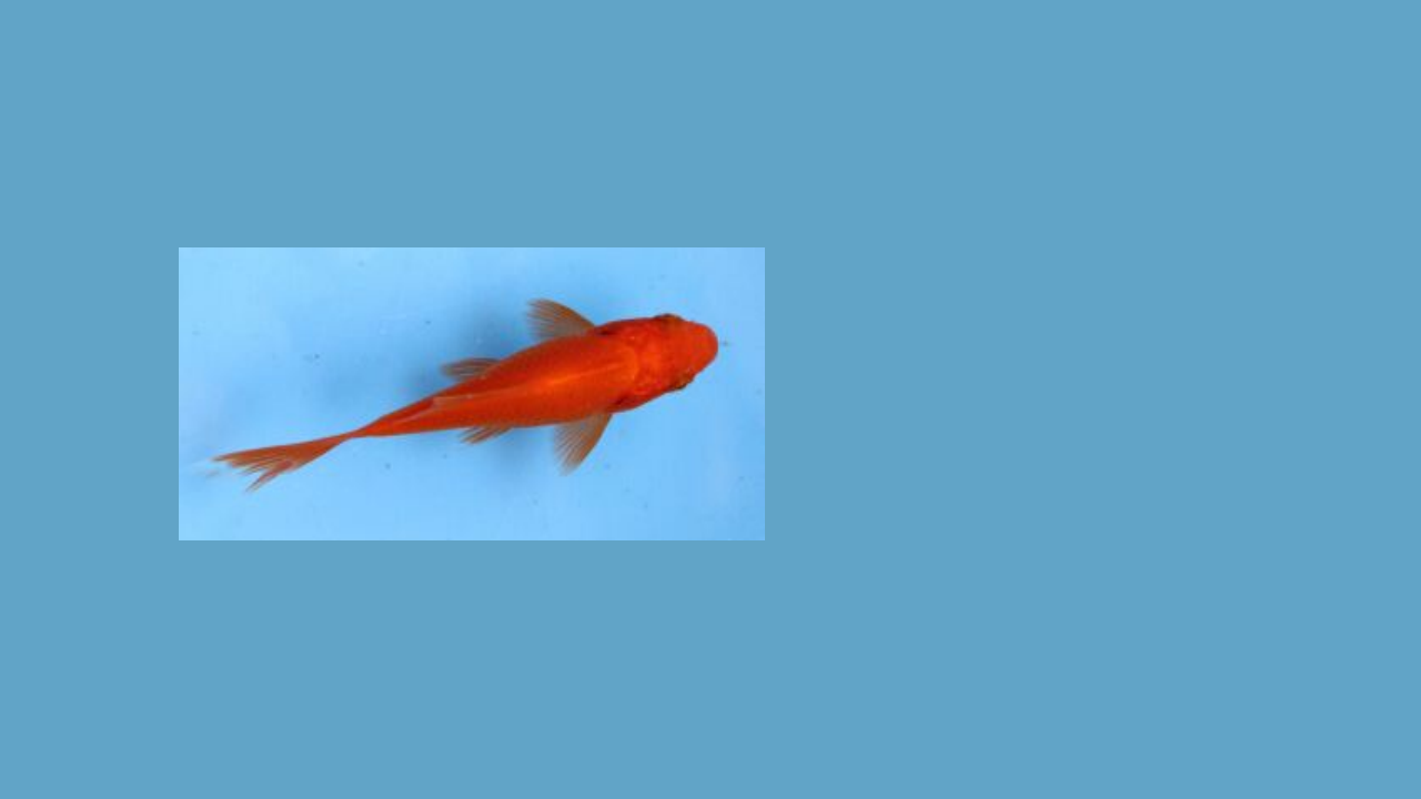 【新版精品】六年级上册科学课件-6.1 大自然的启示 湘科版_09.png