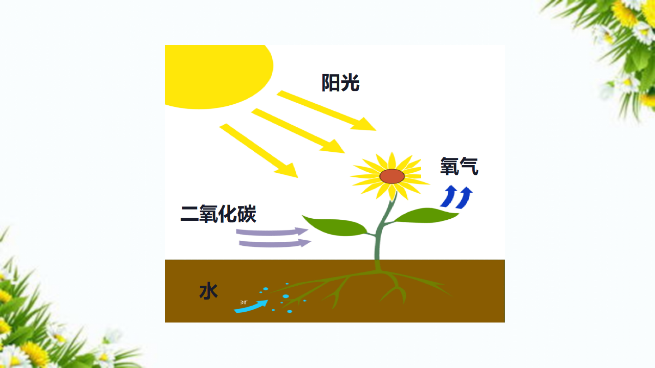 1.1 阳光下的植物_36.png