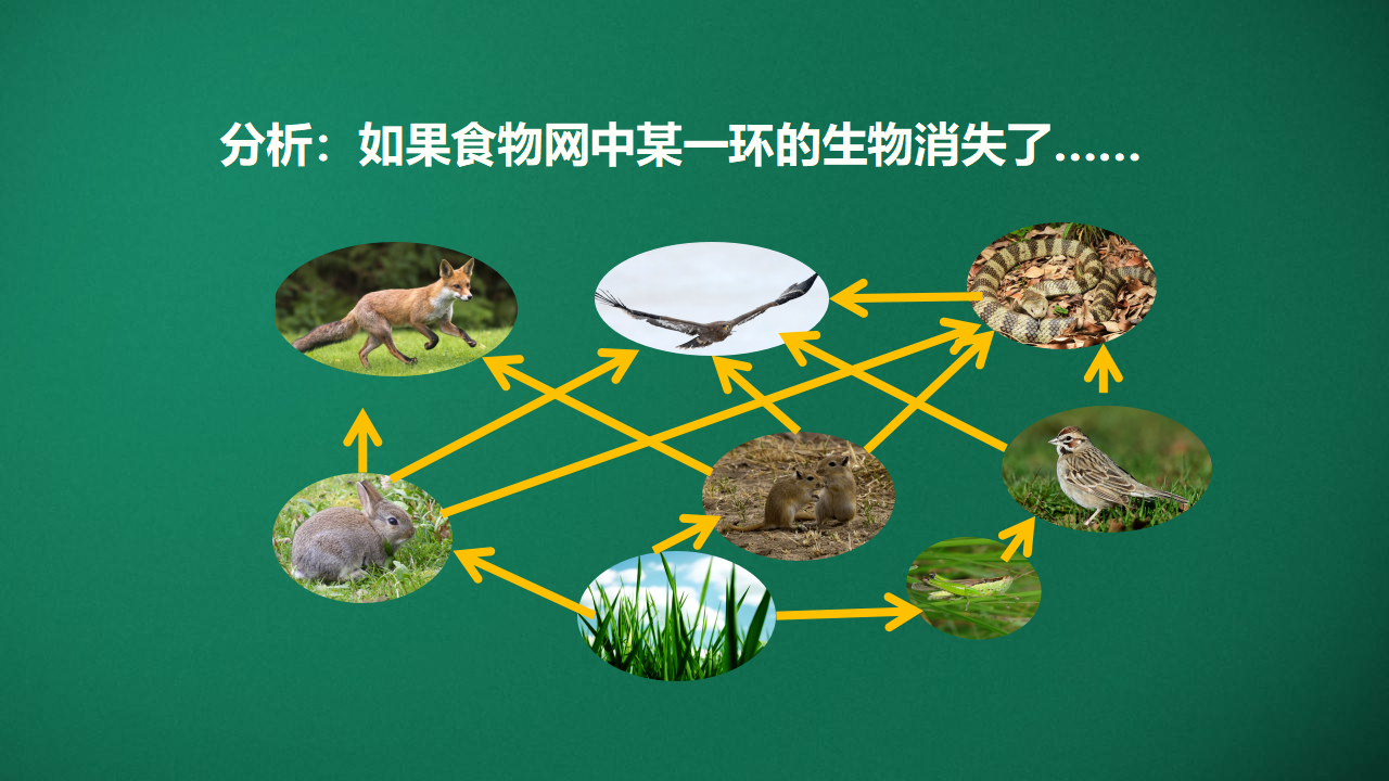 1.2从吃与被吃说起_13.png