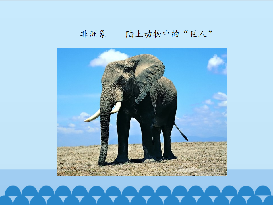 2.5 珍稀动物｜湘科版  共37张PPT_05.png