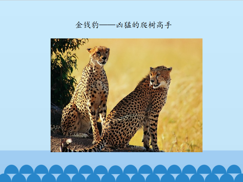 2.5 珍稀动物｜湘科版  共37张PPT_08.png