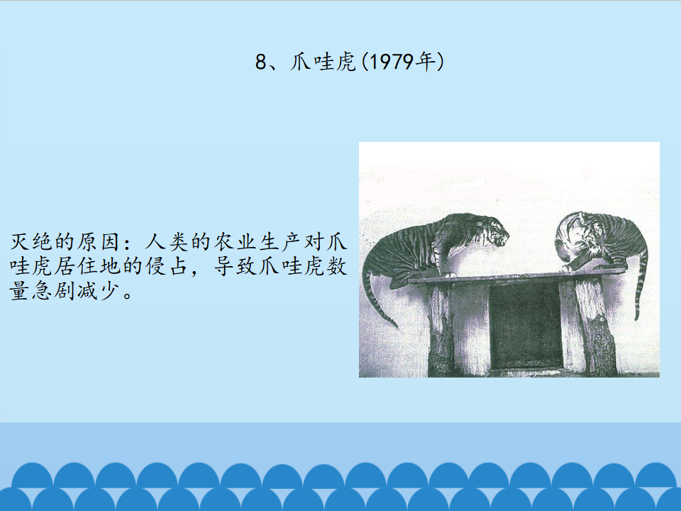 2.5 珍稀动物｜湘科版  共37张PPT_24.png