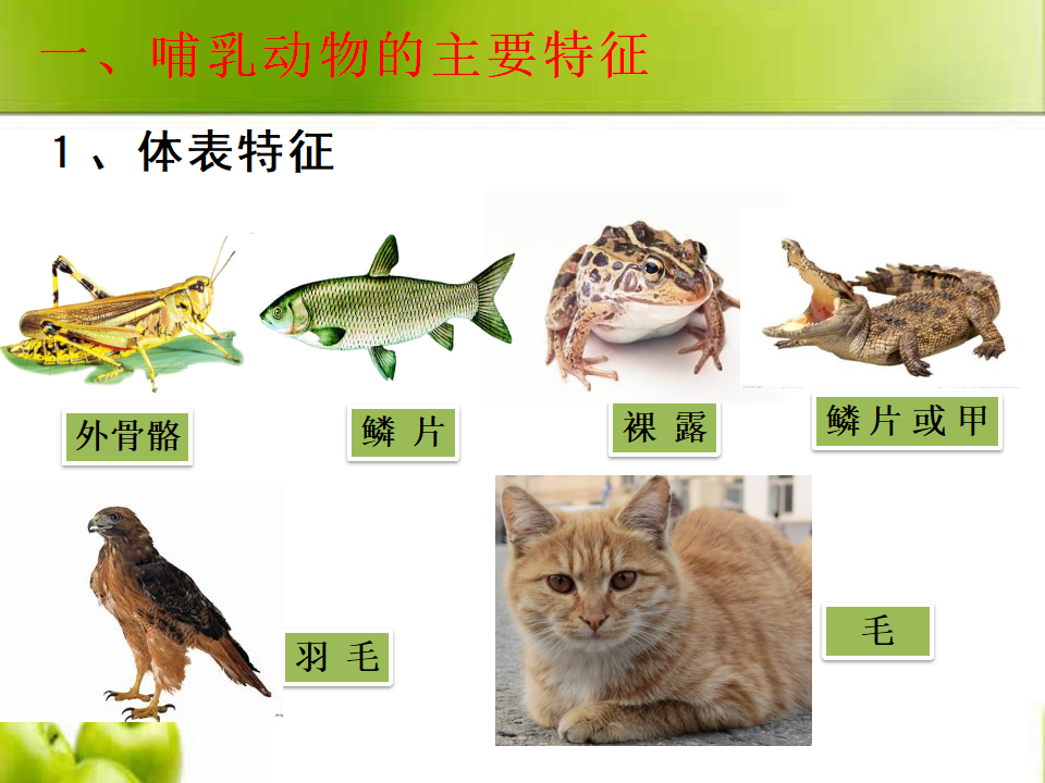 2.4 哺乳动物 ｜湘教版共24张PPT_11.png