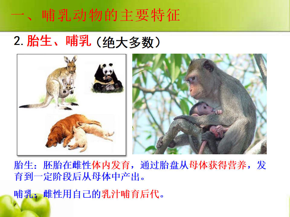 2.4 哺乳动物 ｜湘教版共24张PPT_15.png