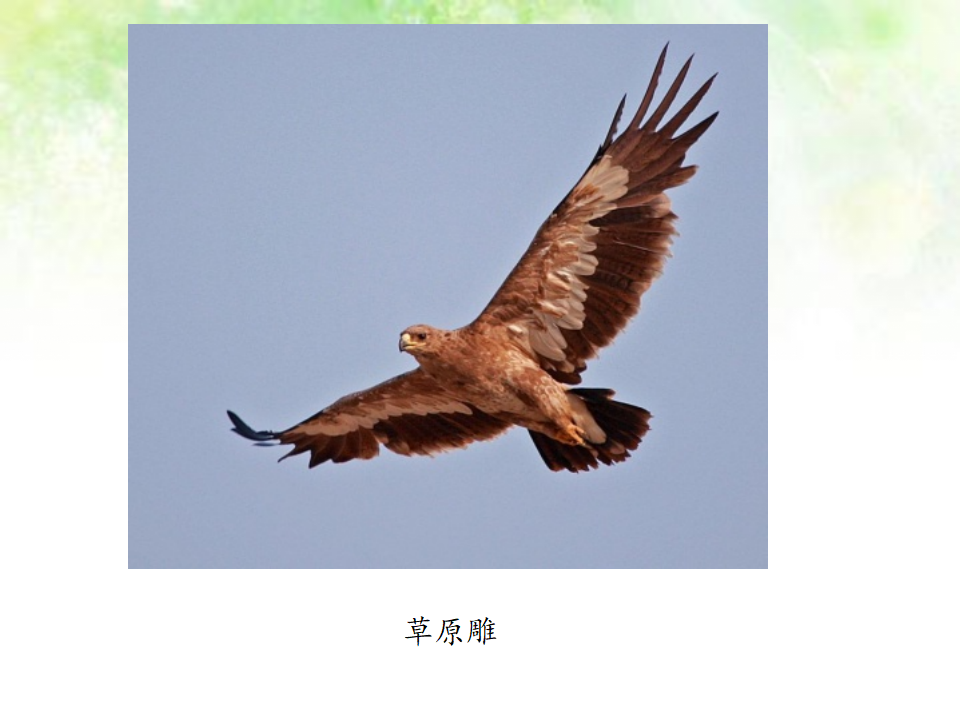 2.3鸟 课件_18.png