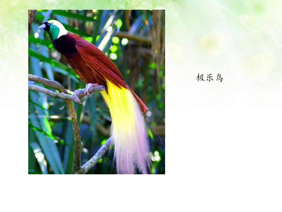 2.3鸟 课件_21.png
