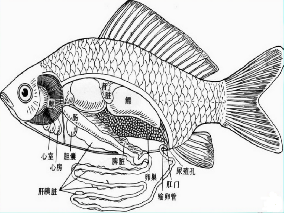 2.2鱼 课件_06.png
