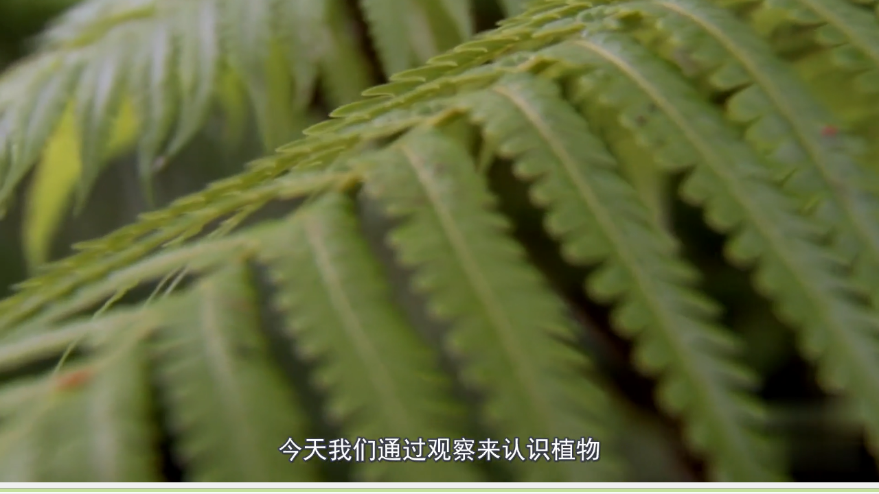 【视频引导 PPT】湘科版三下第4单元第1课-植物的“身体”_04.png