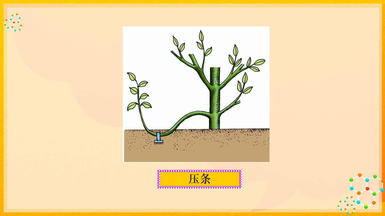 5.3开花结果_25.png