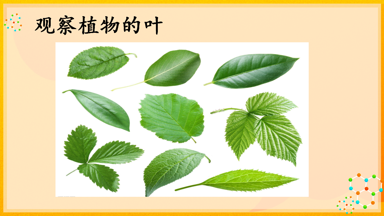4.4叶的神奇_03.png