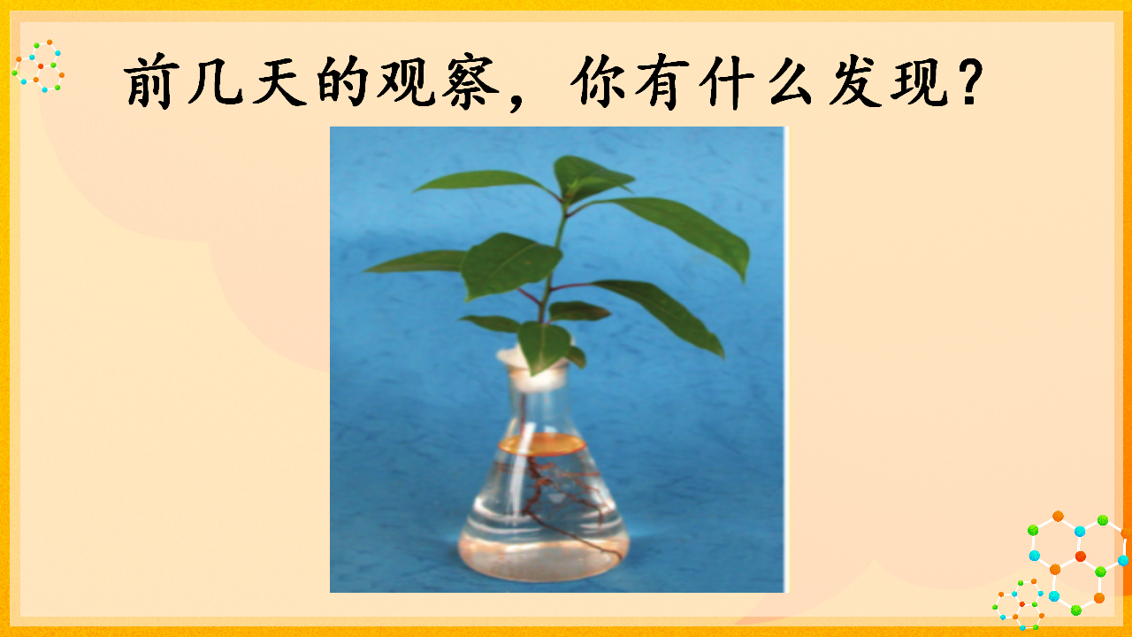4.3茎的奇妙_03.png