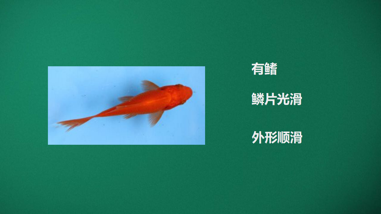 6.1 大自然的启示_10.png
