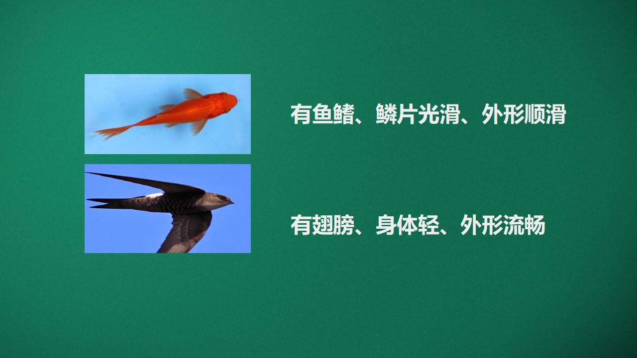 6.1 大自然的启示_13.png