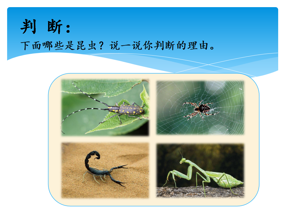 2.1昆虫 课件_09.png