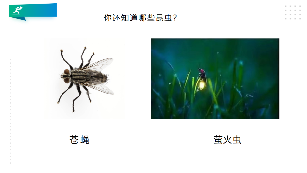 1.《昆虫》PPT_11.png