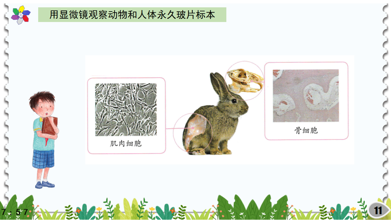 1.3细胞（课件）_11.png