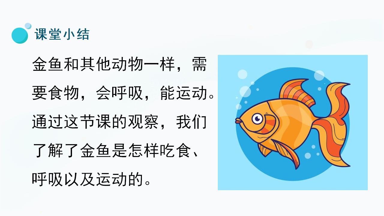 9.《观察金鱼》（课件）一年级上册科学冀人版_23.png