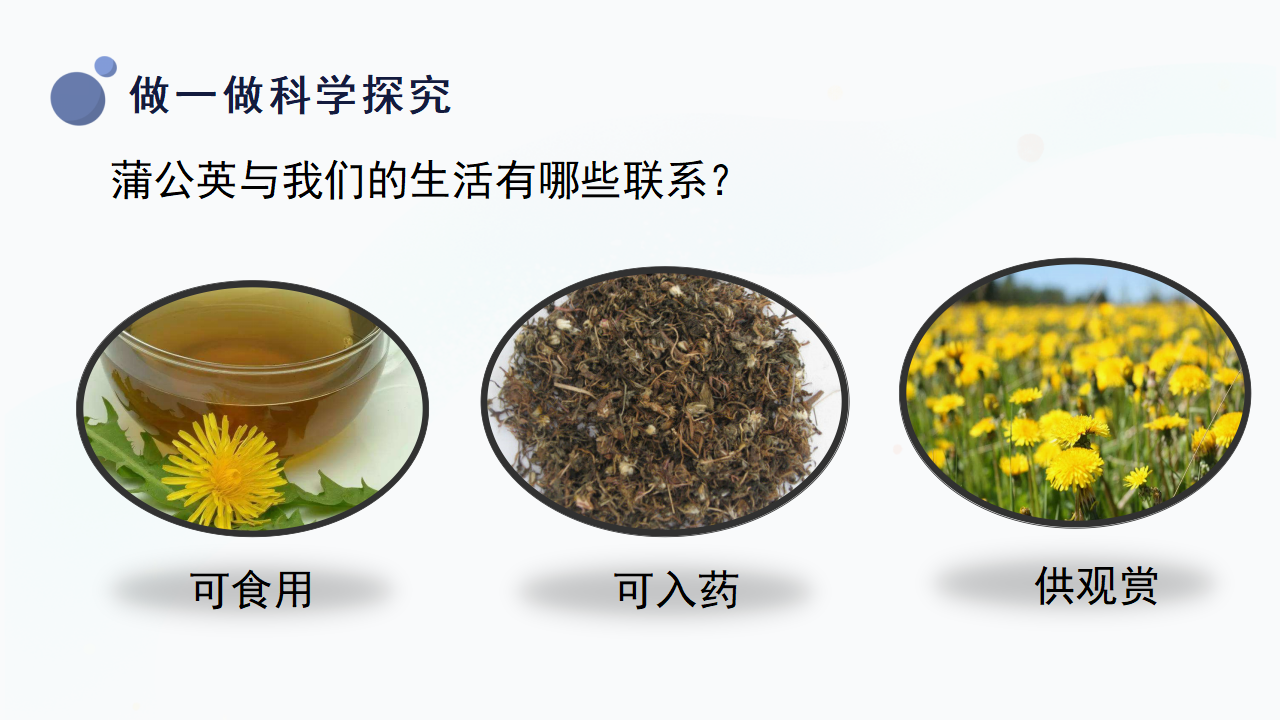 6.《观察蒲公英》（课件）一年级上册科学冀人版_14.png