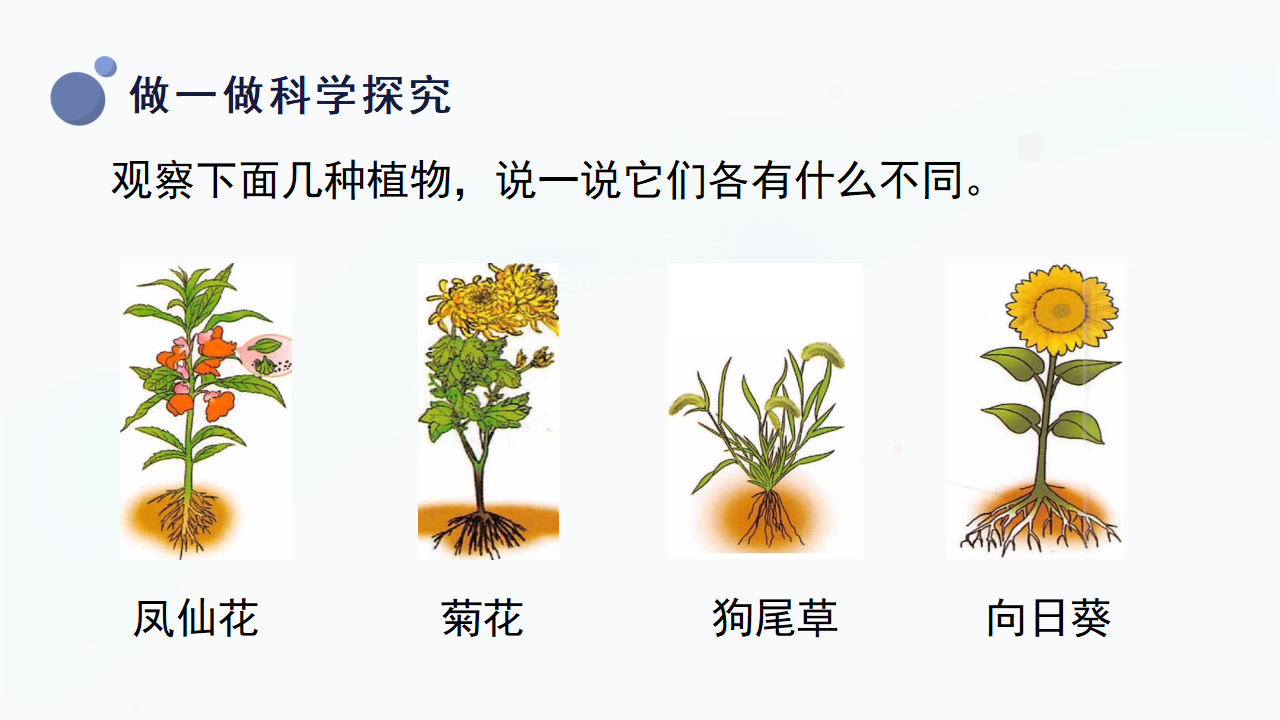 6.《观察蒲公英》（课件）一年级上册科学冀人版_15.png