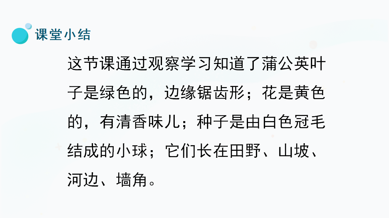 6.《观察蒲公英》（课件）一年级上册科学冀人版_21.png