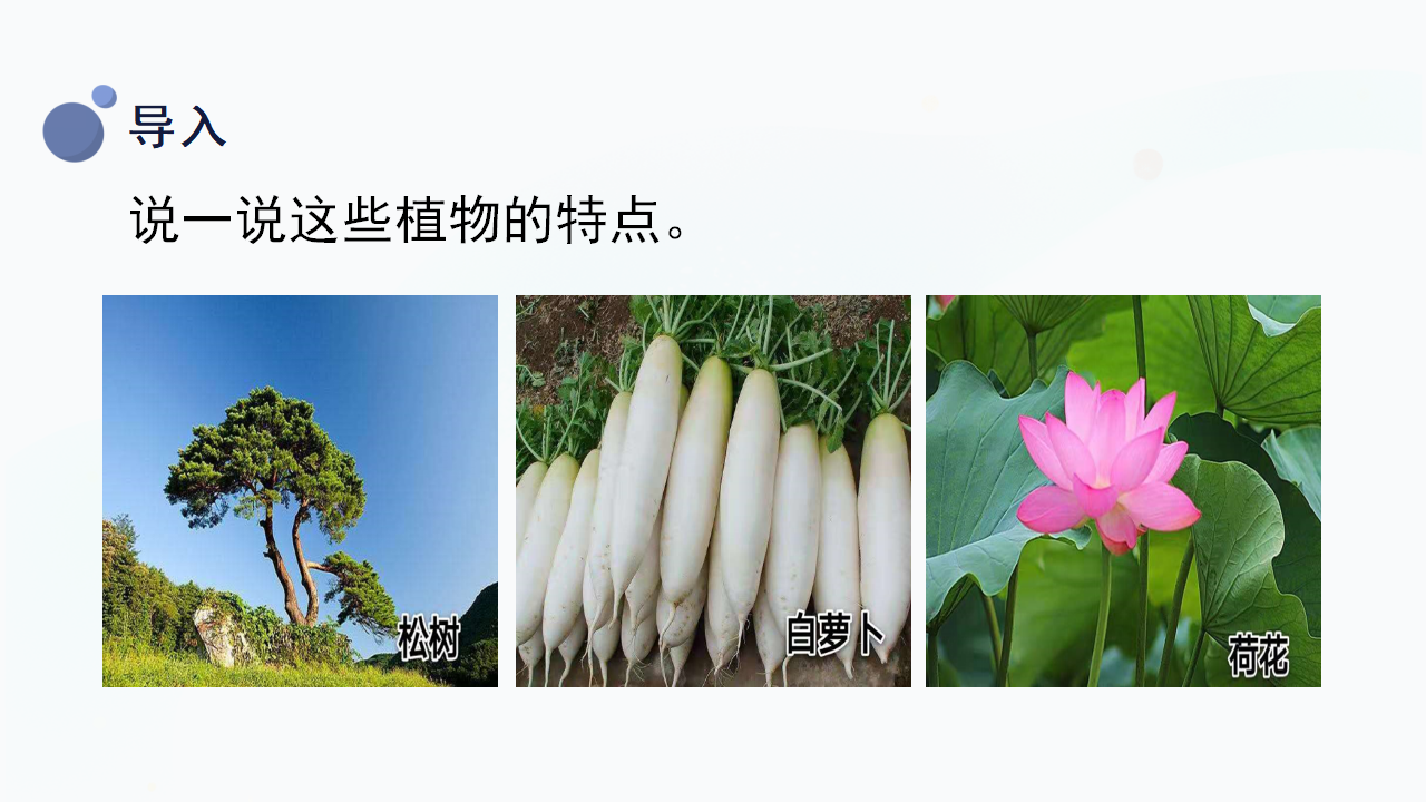 5.《认识植物》（课件）一年级上册科学冀人版_06.png