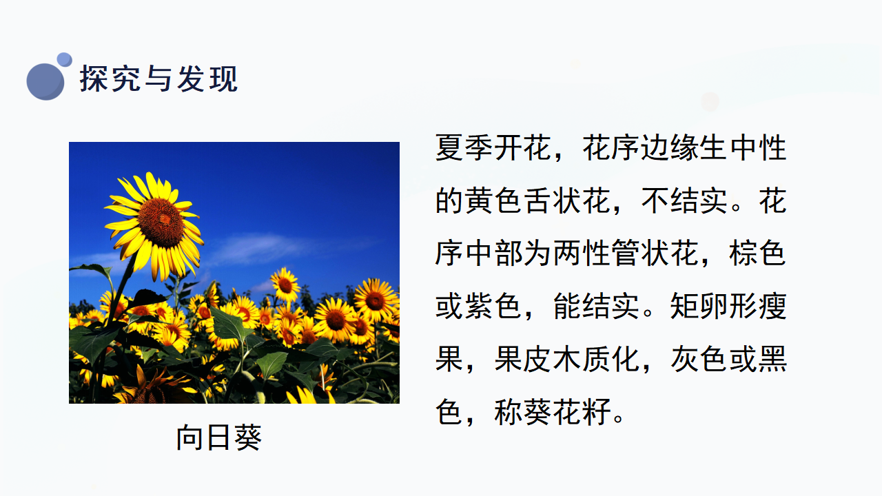 5.《认识植物》（课件）一年级上册科学冀人版_09.png