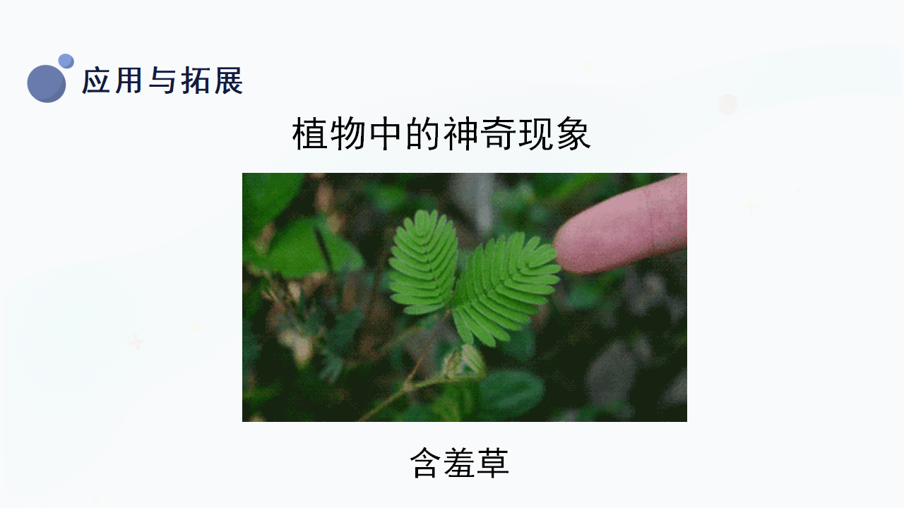 4.《身边的植物》（课件）一年级上册科学冀人版_15.png