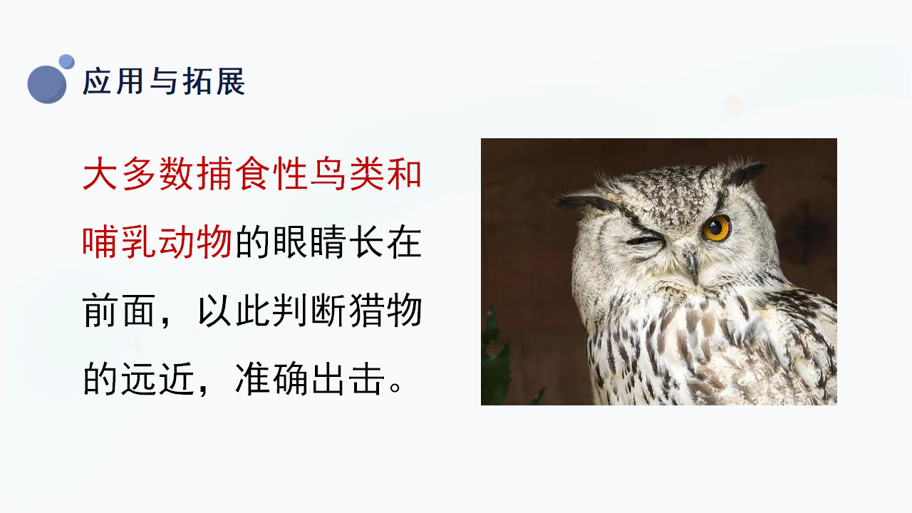10.《动物的感官》（课件）一年级上册科学冀人版_22.png