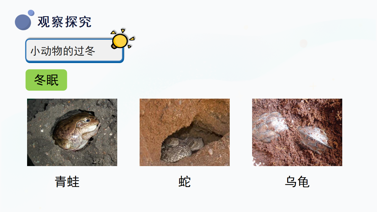 9.《寒冷的冬天》（课件）-二年级上册科学冀人版_17.png