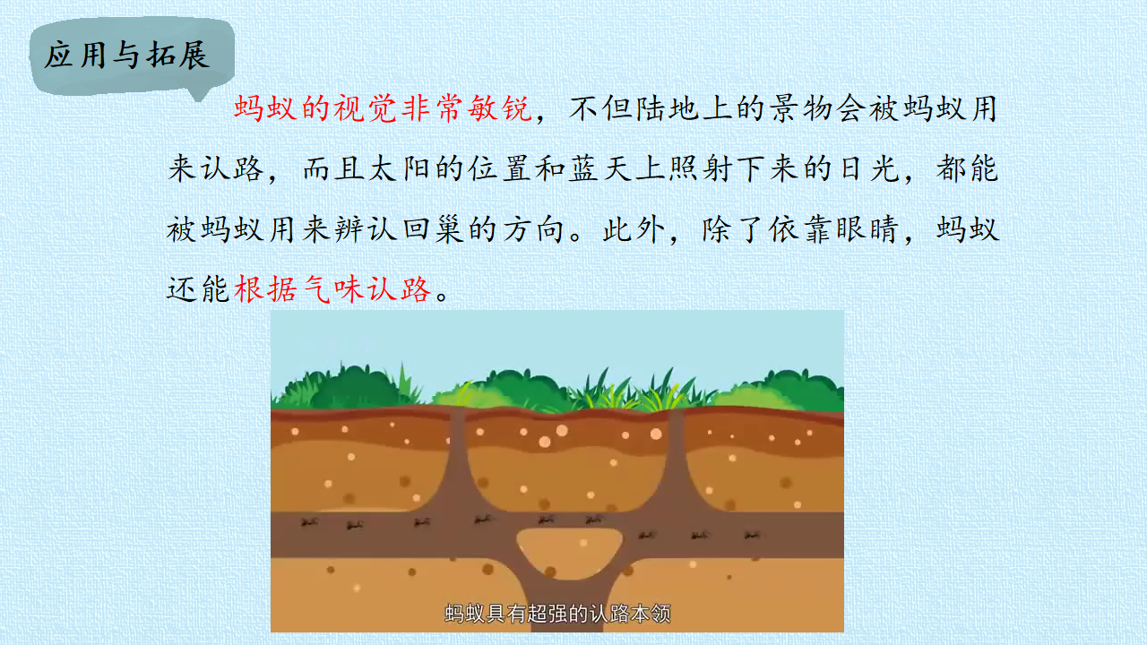 二年级下册科学课件-7 寻找蚂蚁的家-冀人版共19张PPT_17.png
