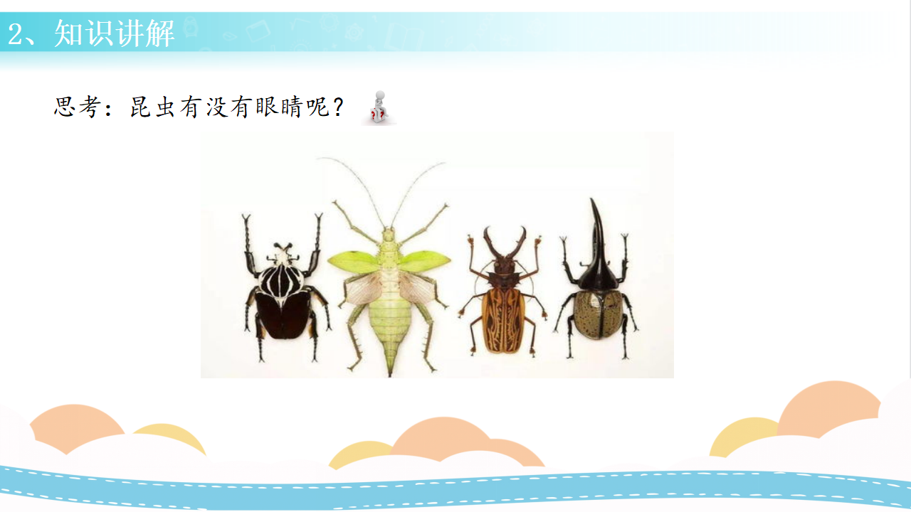 5 昆虫（课件）-三年级科学下册同步备课（冀人版）_10.png