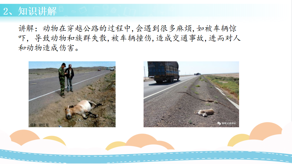 13 筑路对生物的影响（课件）-三年级科学下册同步备课（冀人版）_09.png