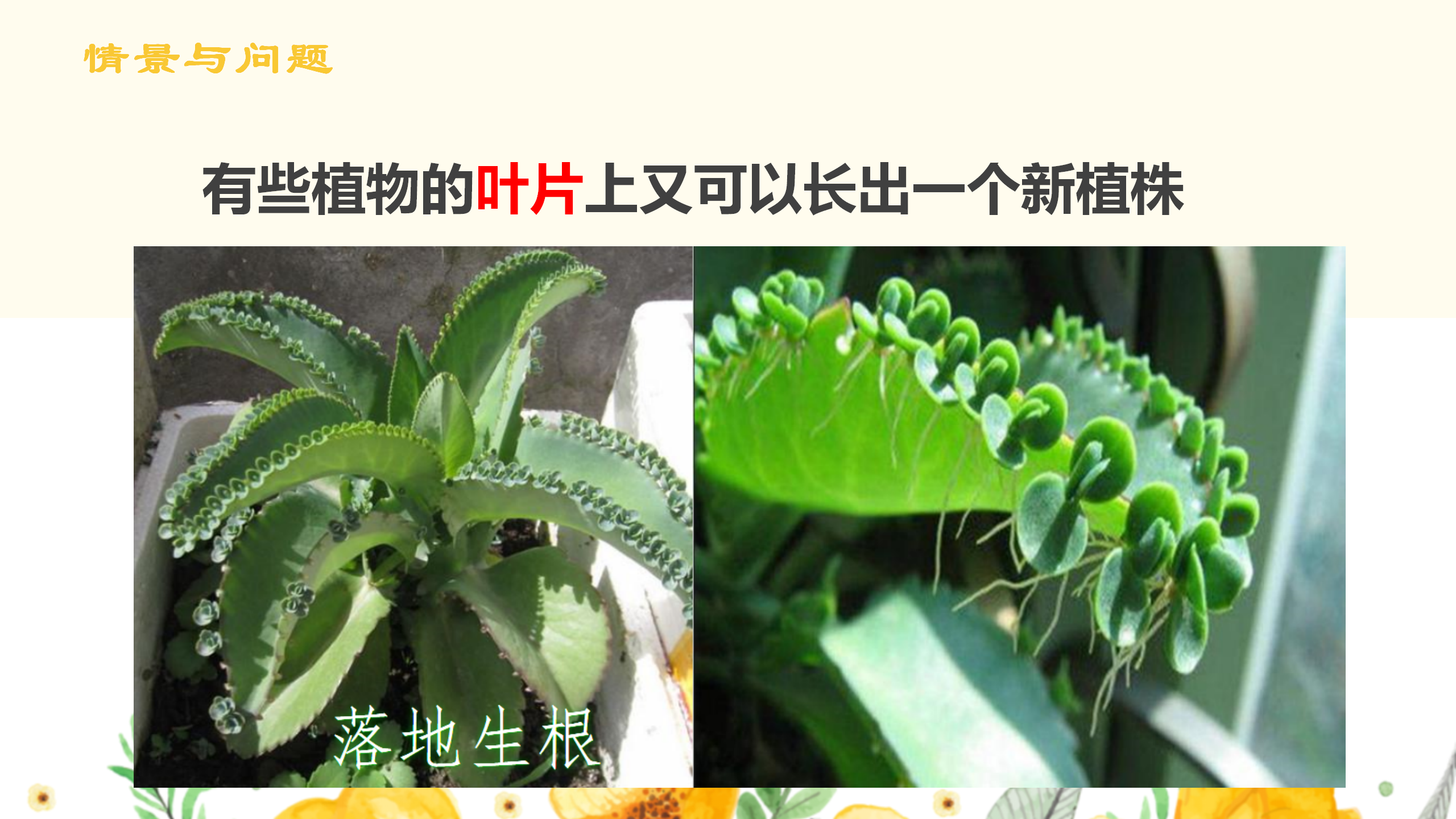 第六课 植物的繁殖（课件）-四年级科学下册同步备课（冀人版）_04.png