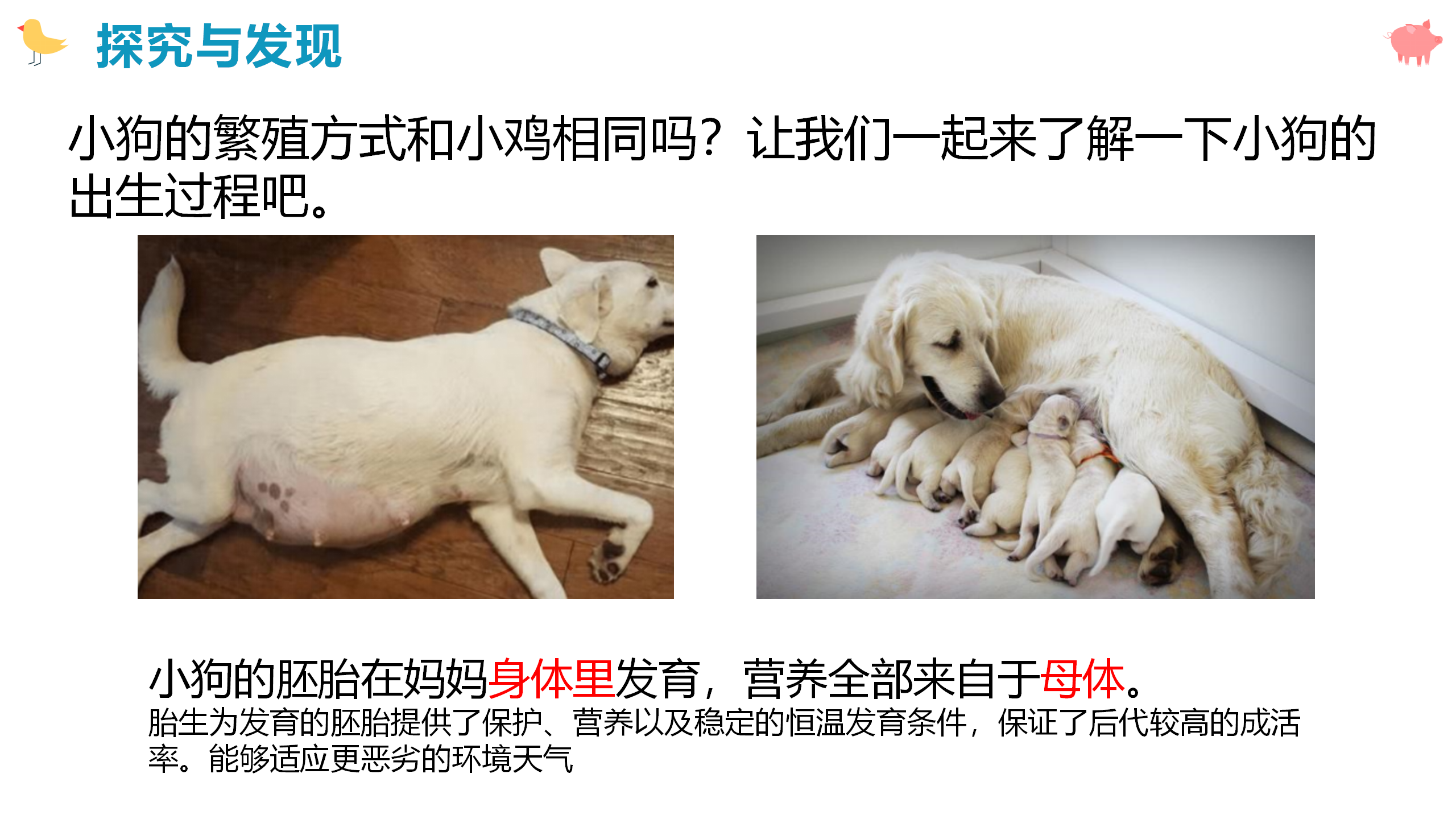 第八课 卵生与胎生（课件）-四年级科学下册同步备课（冀人版）_13.png