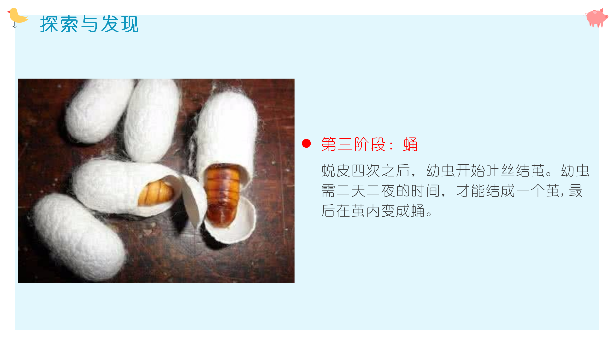 第九课 蚕的一生（课件）-四年级科学下册同步备课（冀人版）_10.png